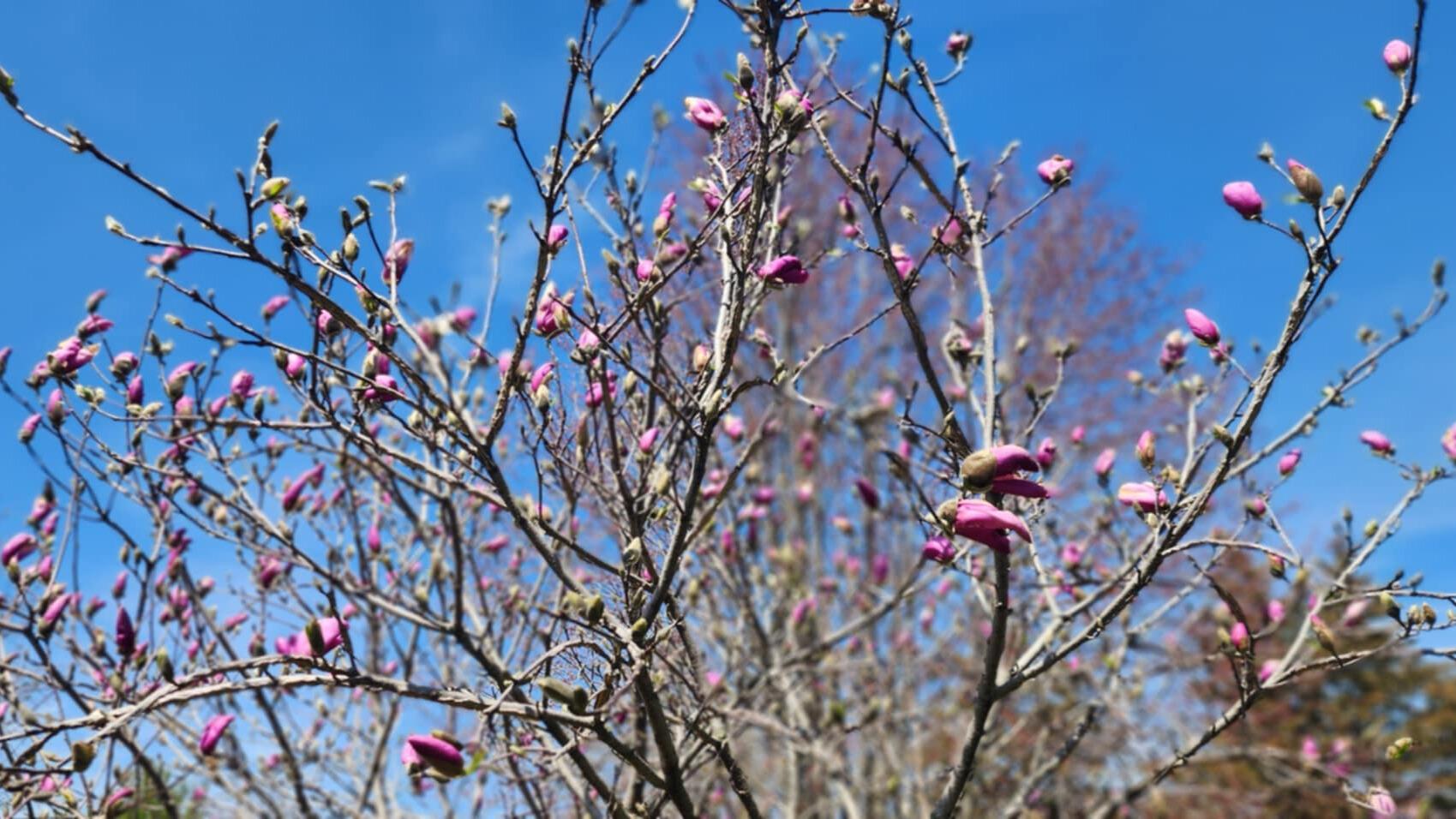 Spring Wildfires, Allergies and Critters Emerge