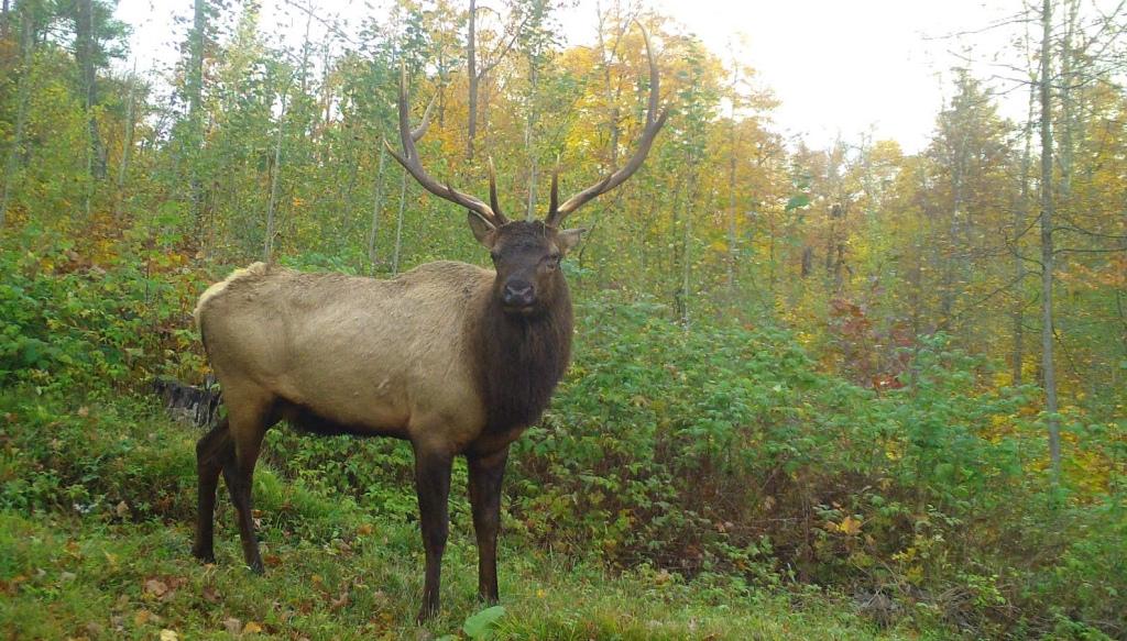 Bull Elk Killed Illegally in Jackson County