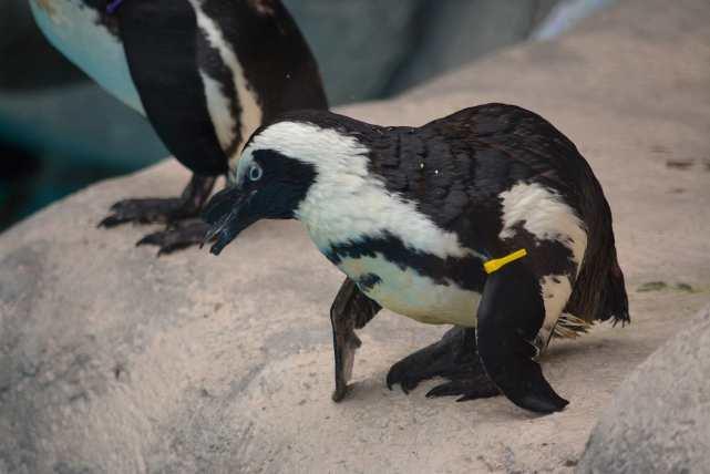 Racine Zoo Mourns Death of Longtime African Penguin “Yellow”