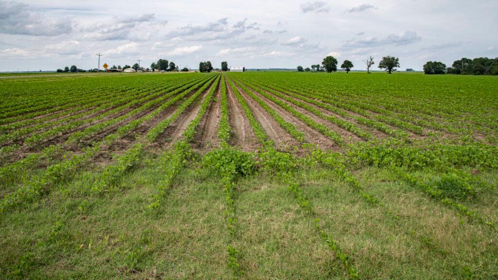 Fertilizer costs are squeezing farmers nationwide